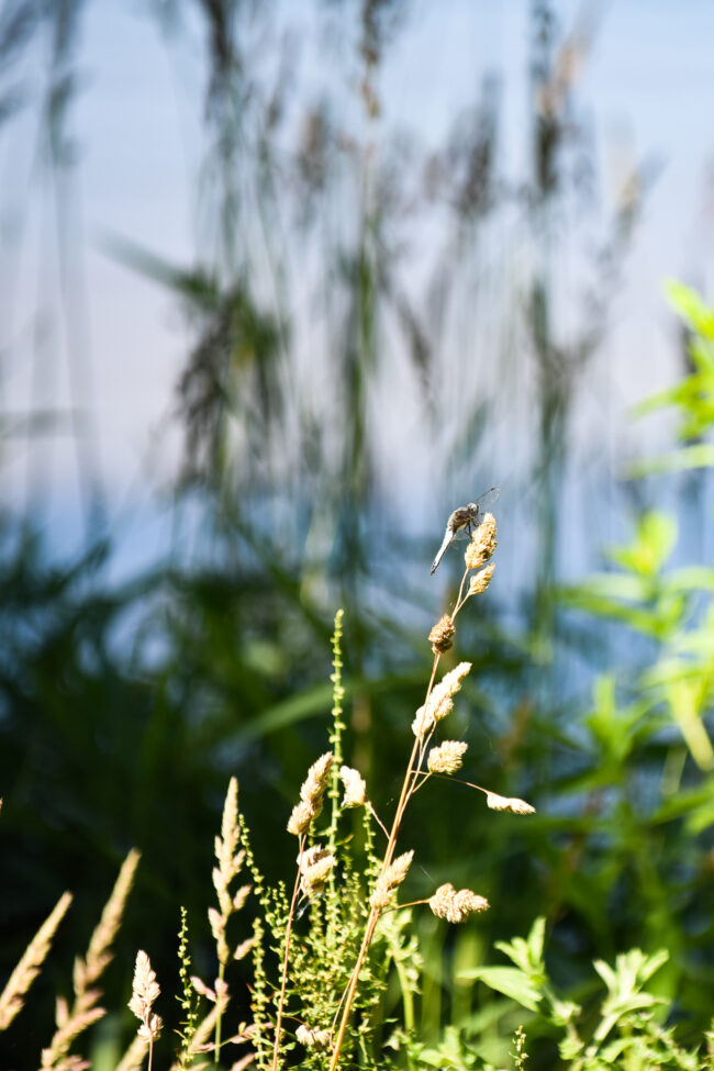ENVIRONNEMENT