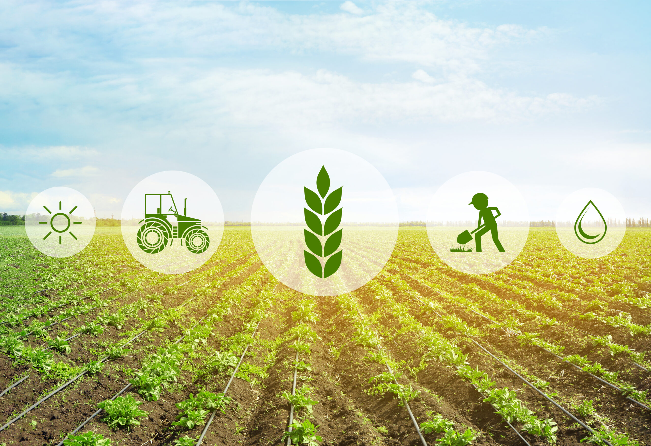 Icons and field on background. Concept of smart agriculture and