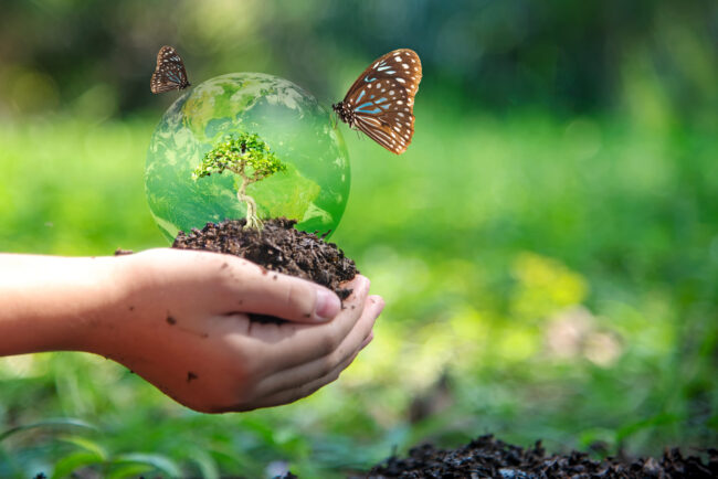 Hands child holding tree with butterfly keep environment on the