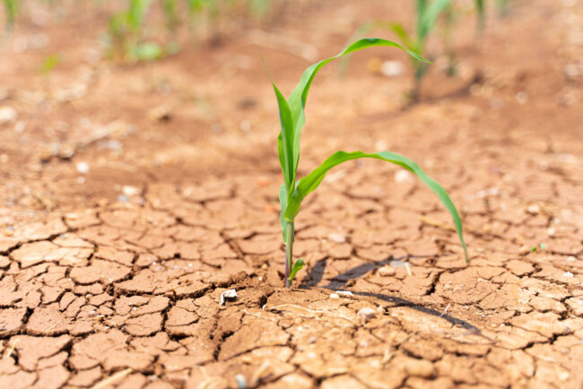 Corn crops suffer as drought continues. Corn field with very dry