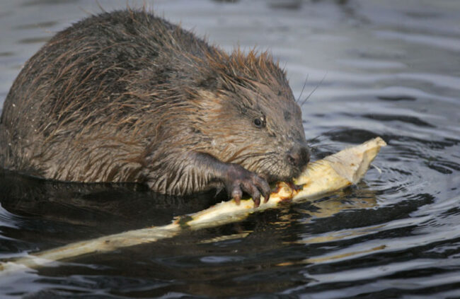 Castor d’Europe Castor d'Europe