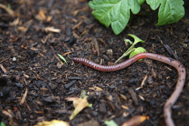 Earthworm