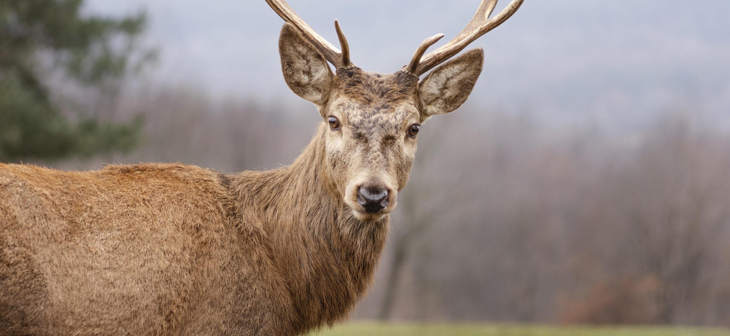 Cerf sauvage Cerf sauvage