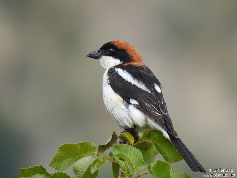 Site à Pie-grièche à tête rousse