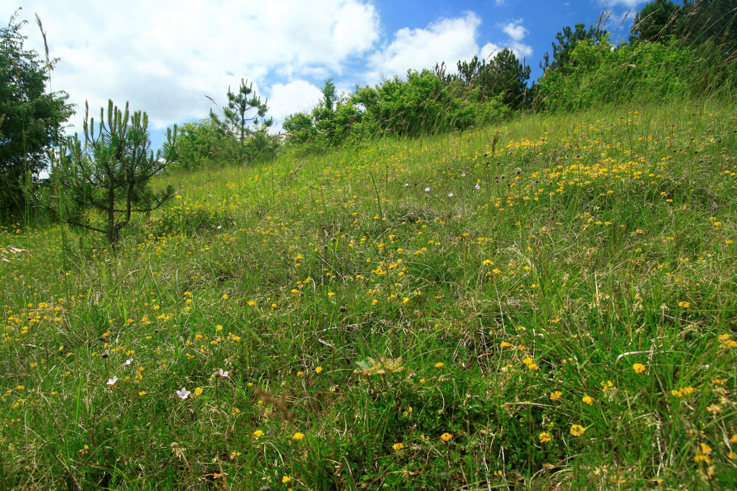 Pelouses et landes de la Montagne St-Aubin et du Cul du Loup (Oisy)