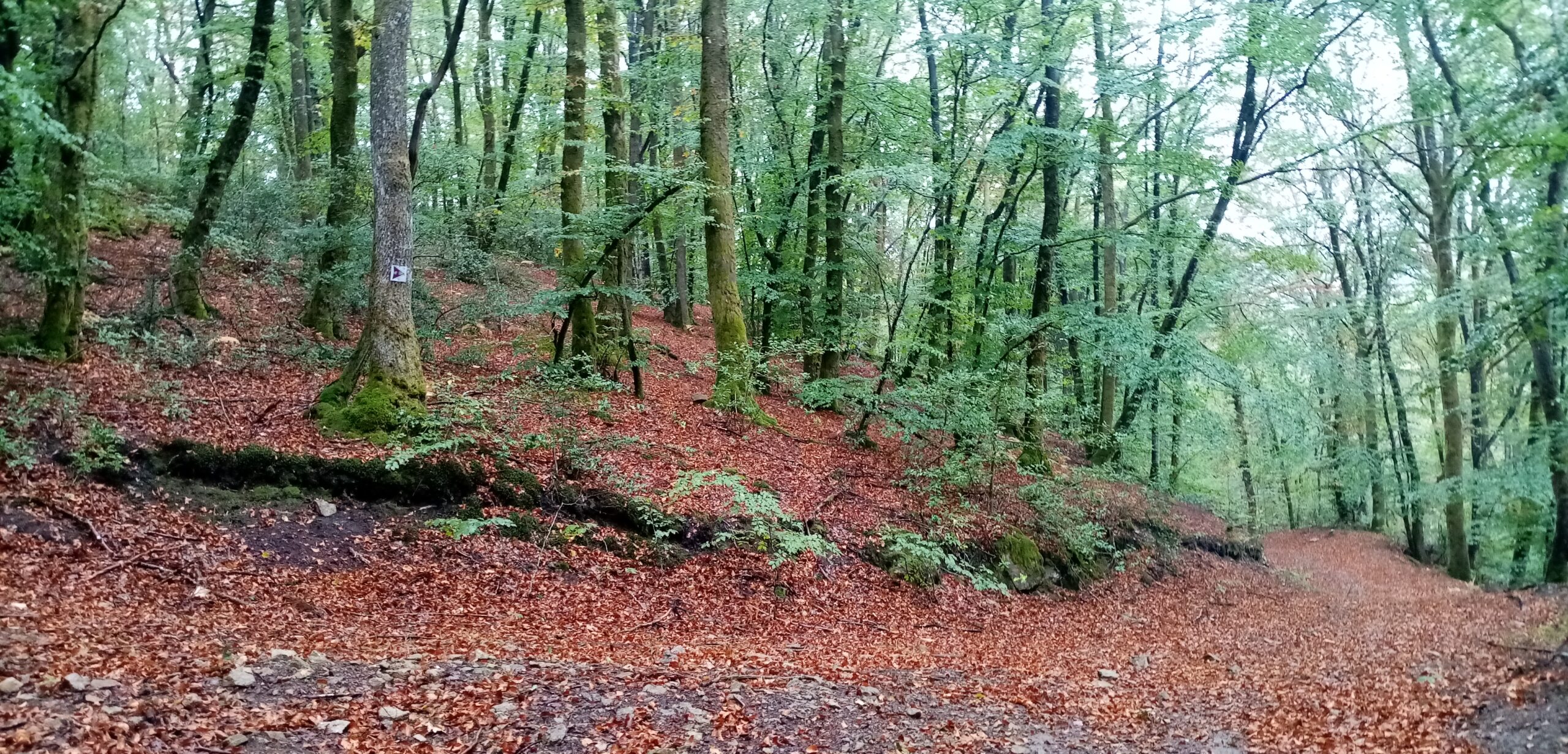 Le Briot à Château-Chinon campagne