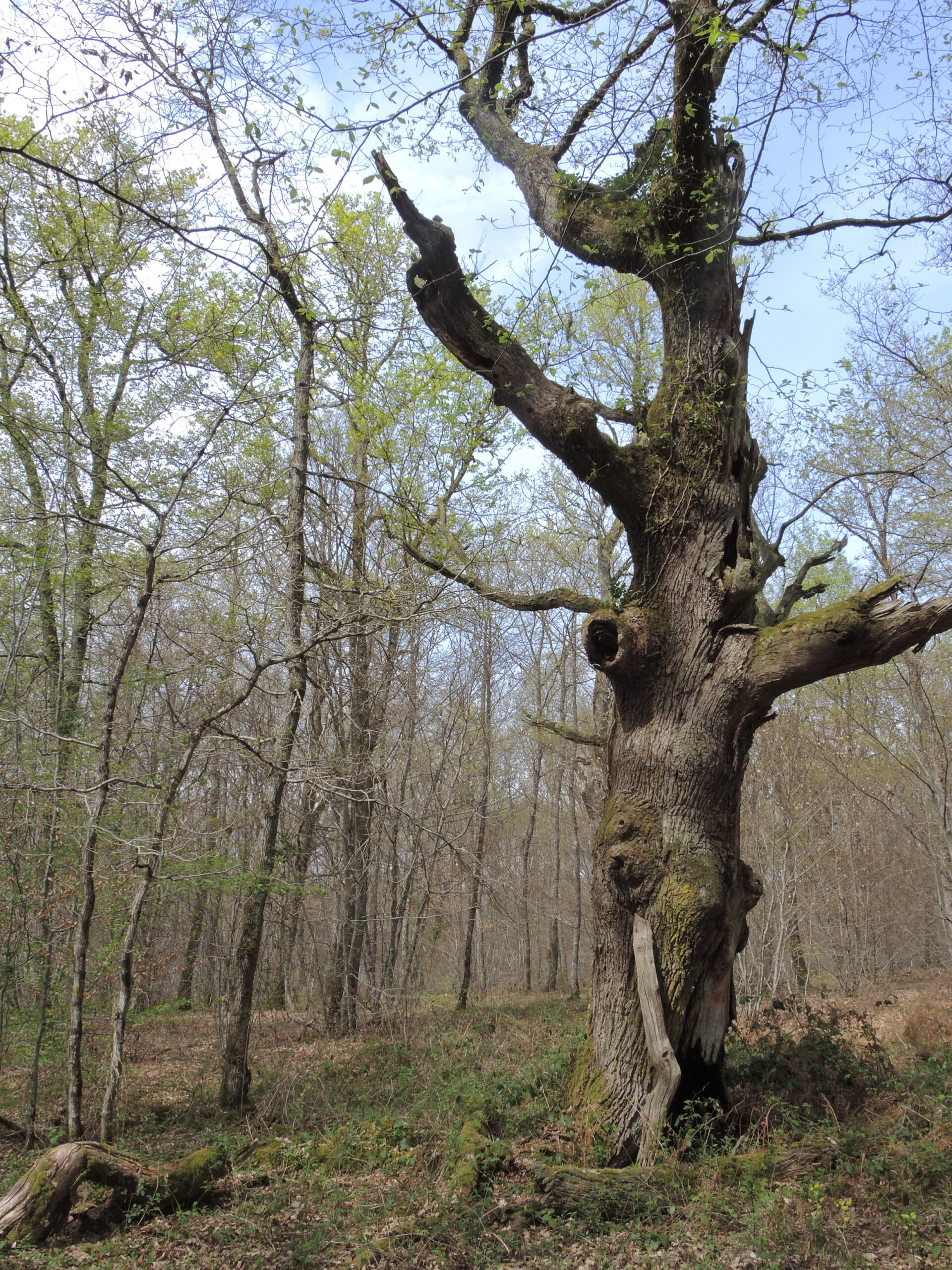 17_CROT DE LA VOUAVRE_St Ho chêne 11avr14(SL)